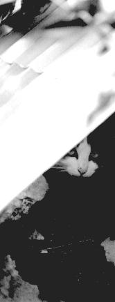 cat-13