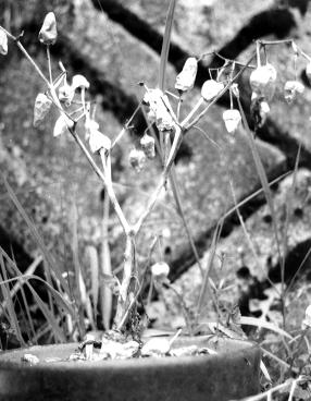 landscape-10