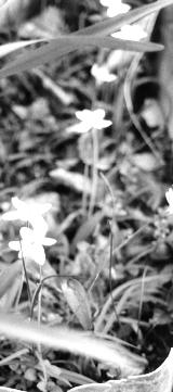 landscape-11