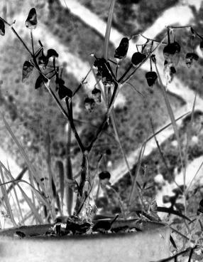 landscape-13